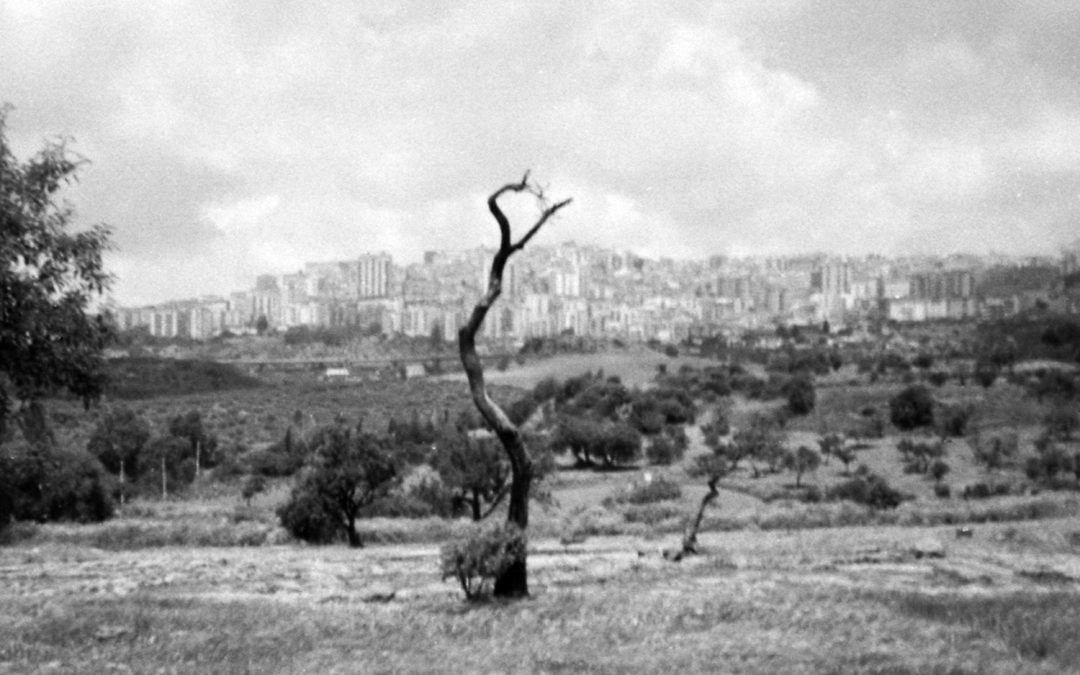 img139arbre
