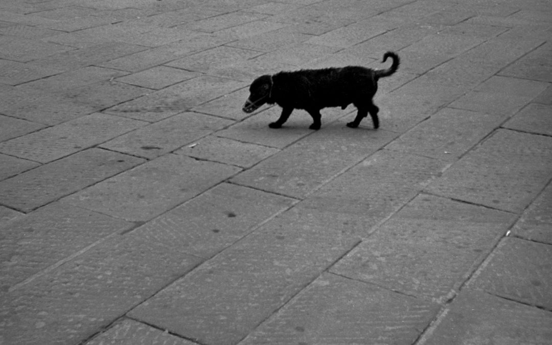 img032def-chien