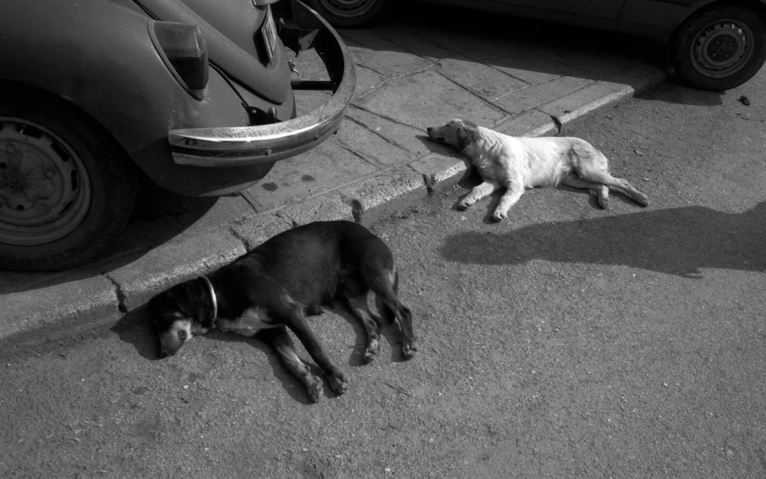 img076chiens