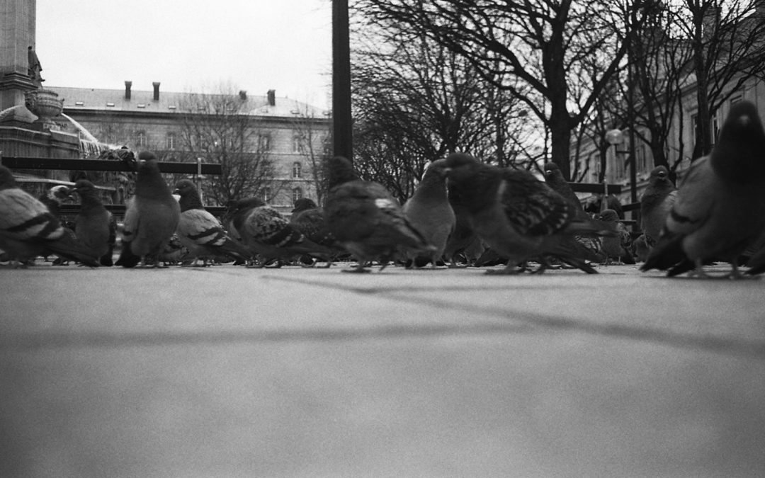 img230pigeons