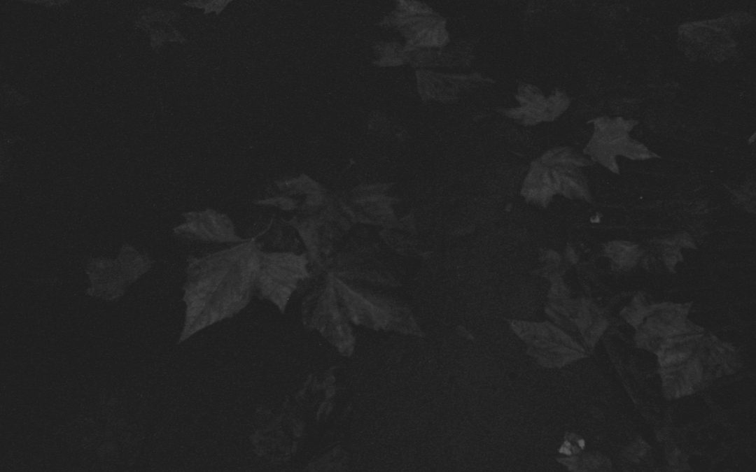img165feuilles