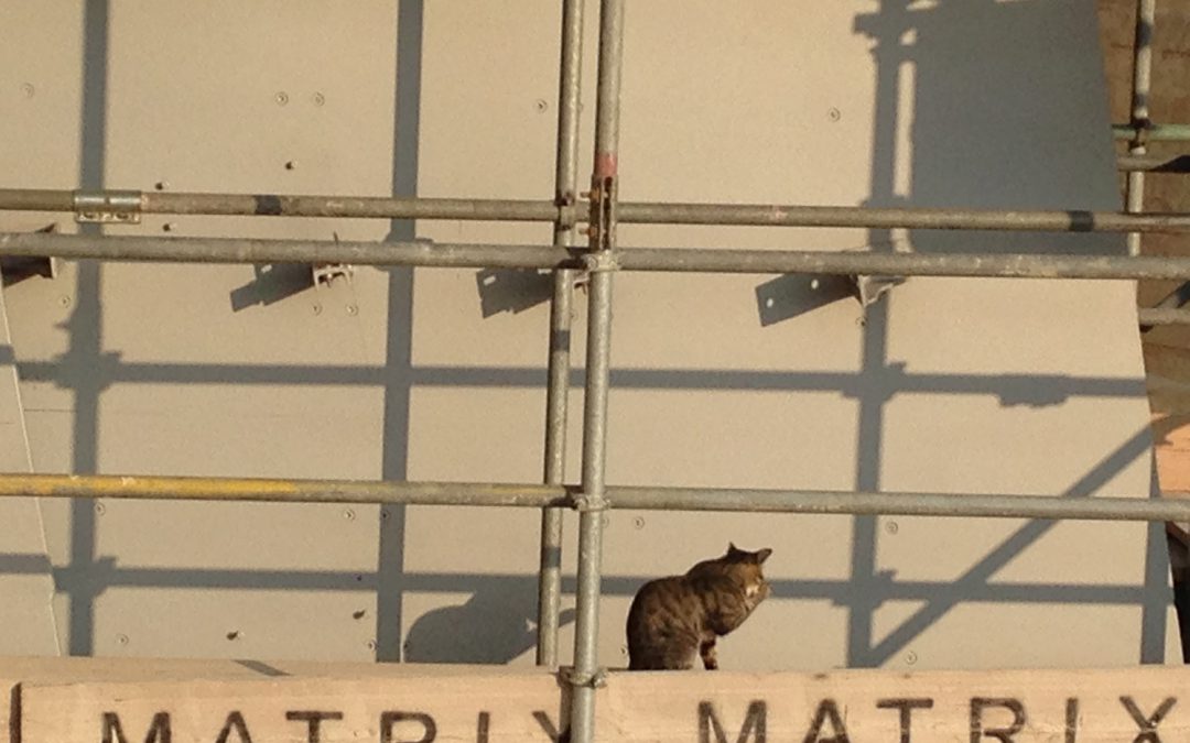 Chat Malte