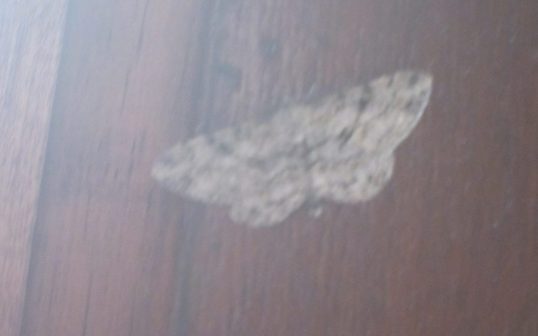 Papillon